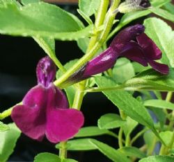 Nachtvlinder Salvia, Autumn Sage, Salvia x jamensis 'Nachtvlinder'